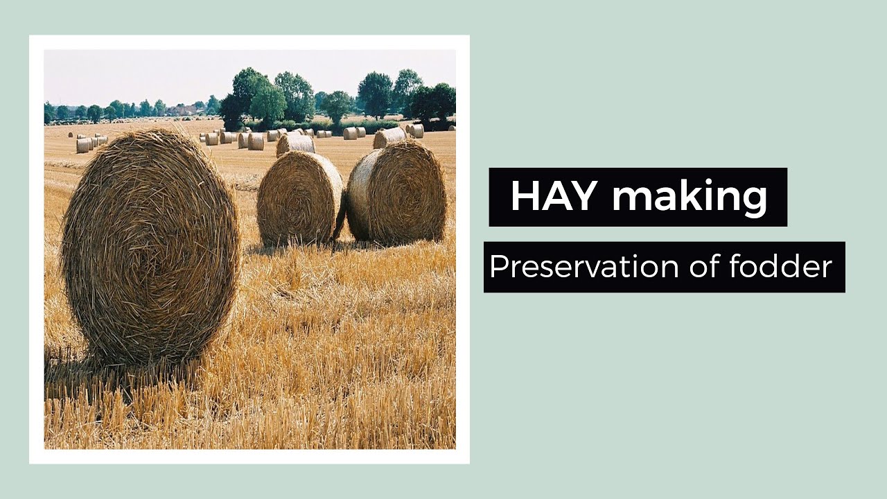 Hay making (Preservation of fodder) | veterinary first year and second year