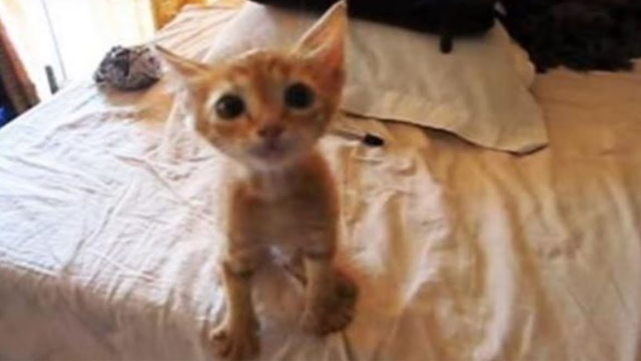Tiny Kitten Sees Food For The First Time In Days And Can&rsquo;t Contain His Excitement