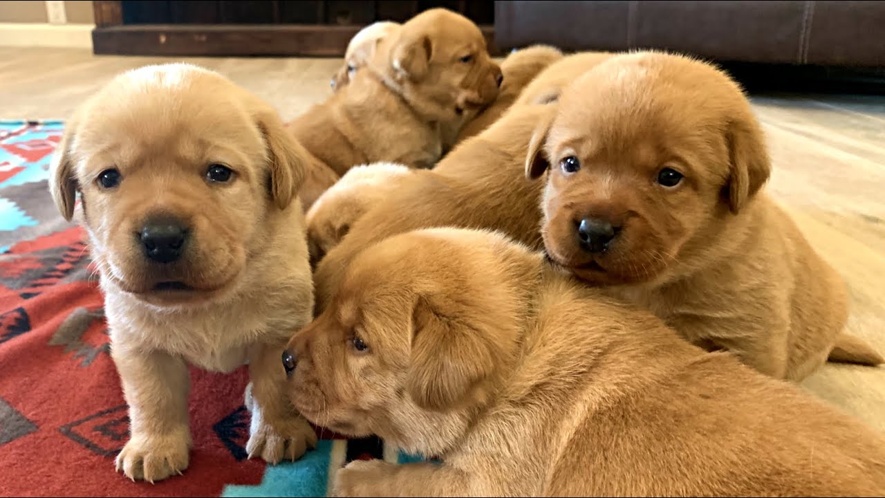 Puppies First Time Exploring!!!