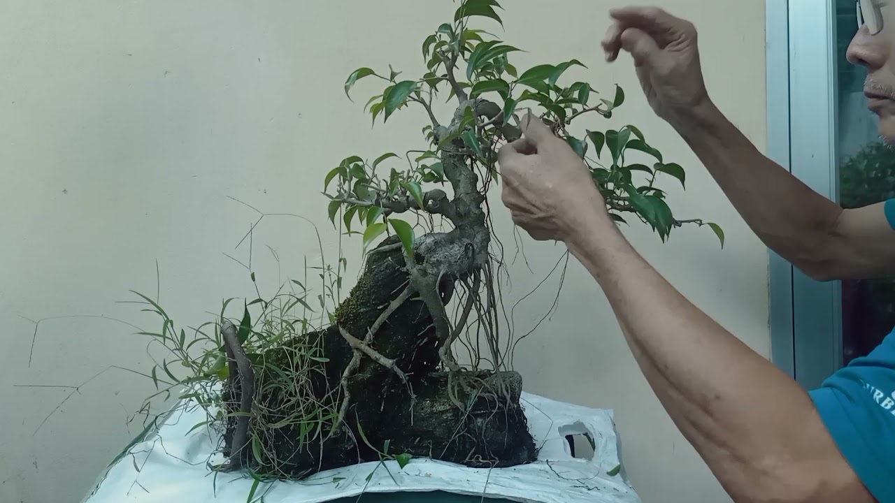 Cây cảnh PT- Xanh mini ôm đá
