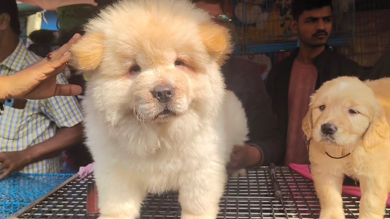 RECENT DOG PUPPY PRICE UPDATE| GALLIF STREET PET MARKET KOLKATA| CHEAPEST PRICE| 1ST FEBRUARY 2026