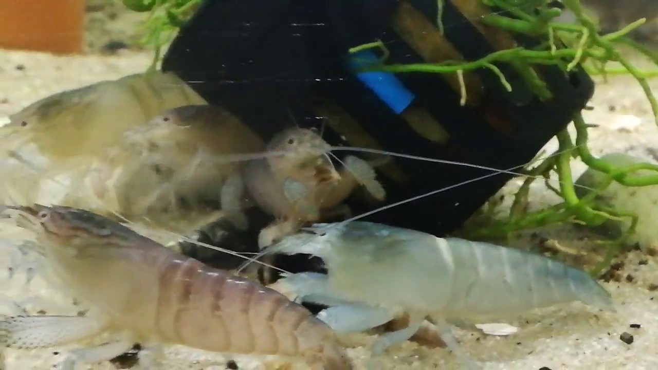 Gambas filtradoras - Atya gabonensis