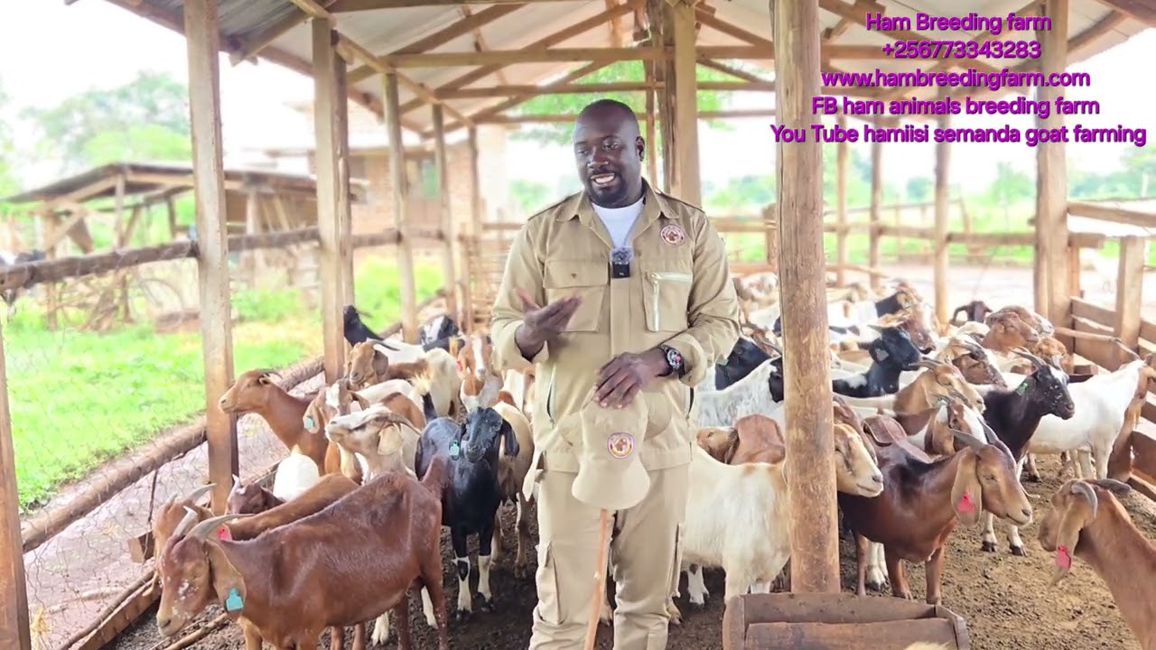 The system i go through to help people succeed in farming even if they are not around see the story