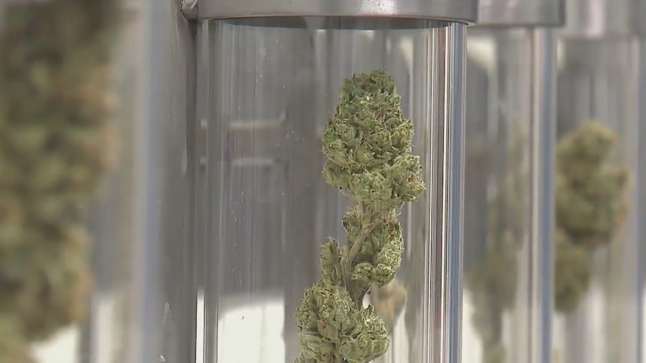 Cannabis tax audit: More transparency needed