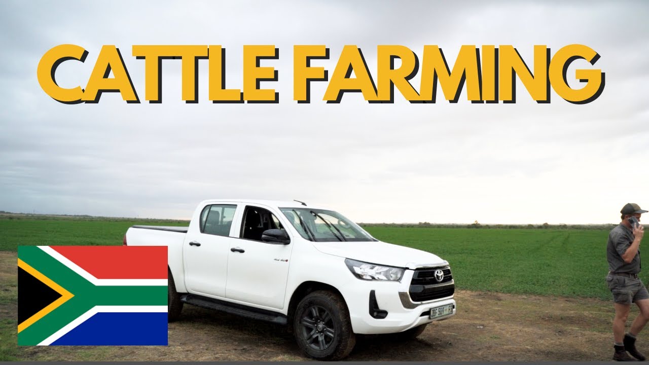 Cattle Farming in South Africa