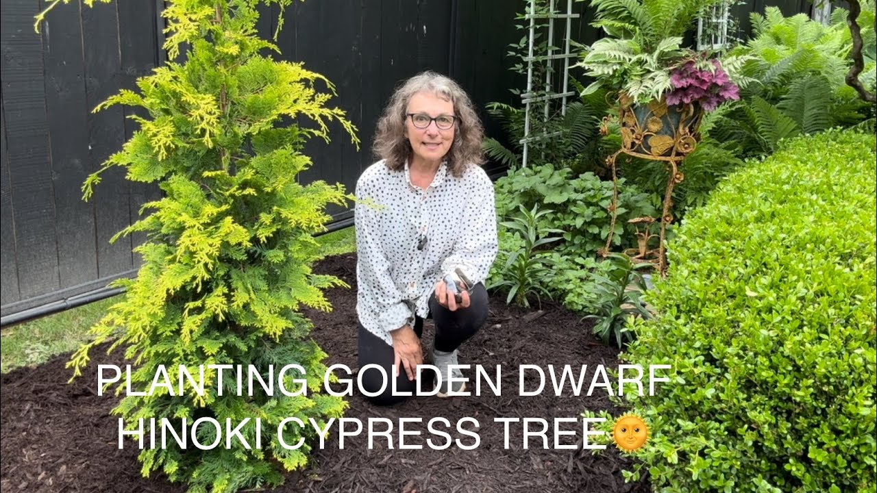 PLANTING GOLDEN DWARF HINOKI CYPRESS TREE.