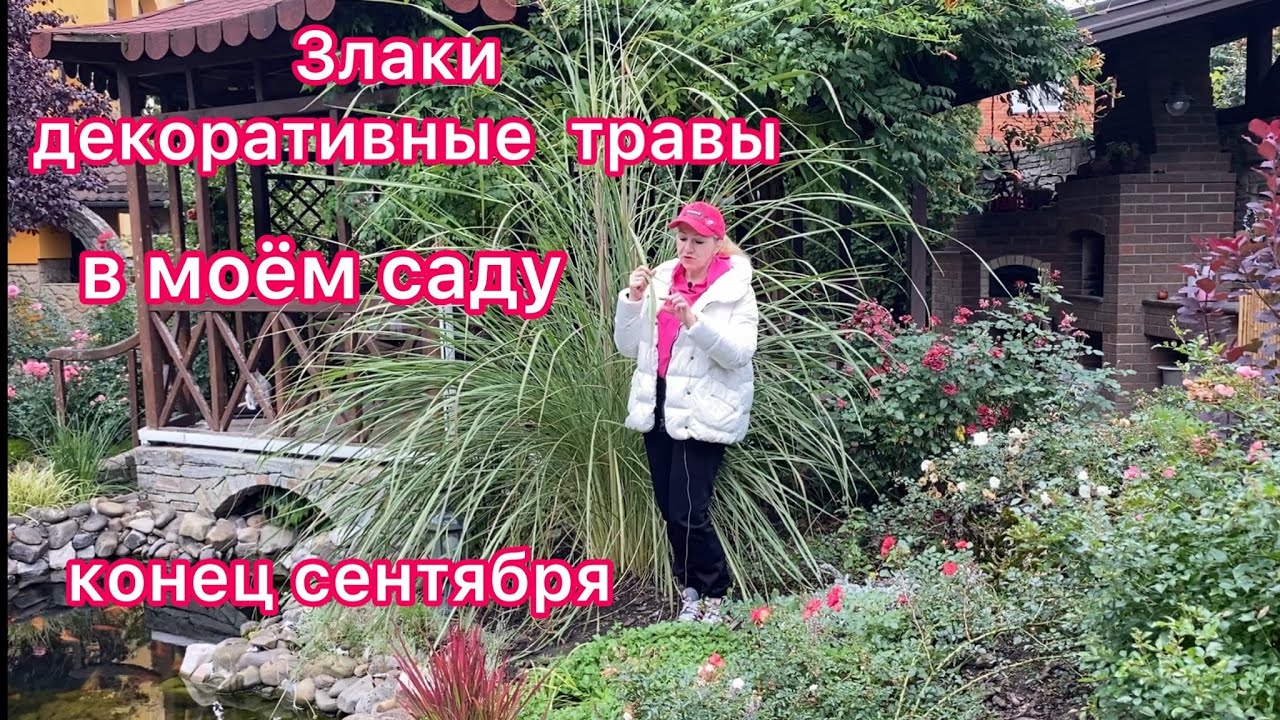 Злаки и декоративные травы моего сада gardening in Ukraine