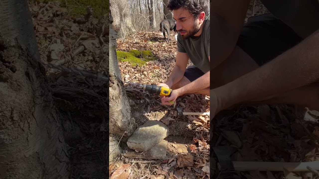Tapping maple trees for sap! #sustainableliving #growyourownfood #foraging #offgridliving