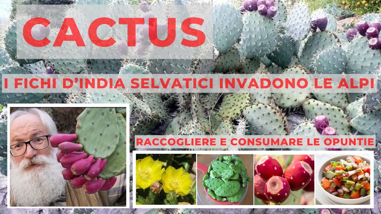 Cactus: opuntie. Raccogliere e consumare i fichi d'India selvatici