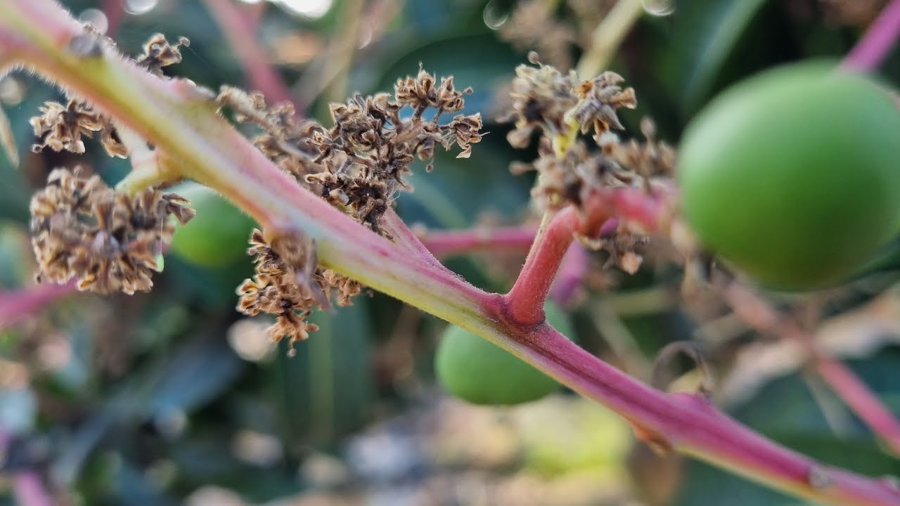 Enero 2023 cultivo de mango kent, mango Edward, uva mollar, granadilla, mora y guanábana