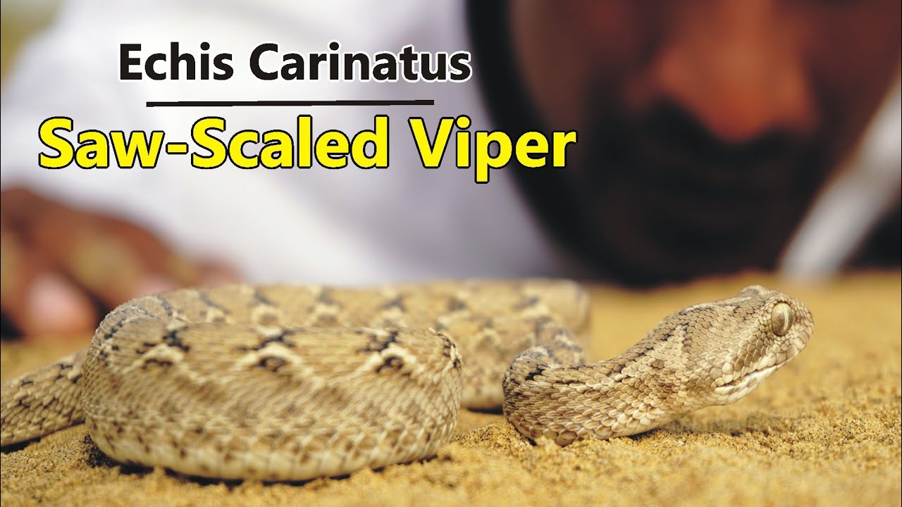 Saw Scaled Viper |Khapra|  Snake |A-z Information|