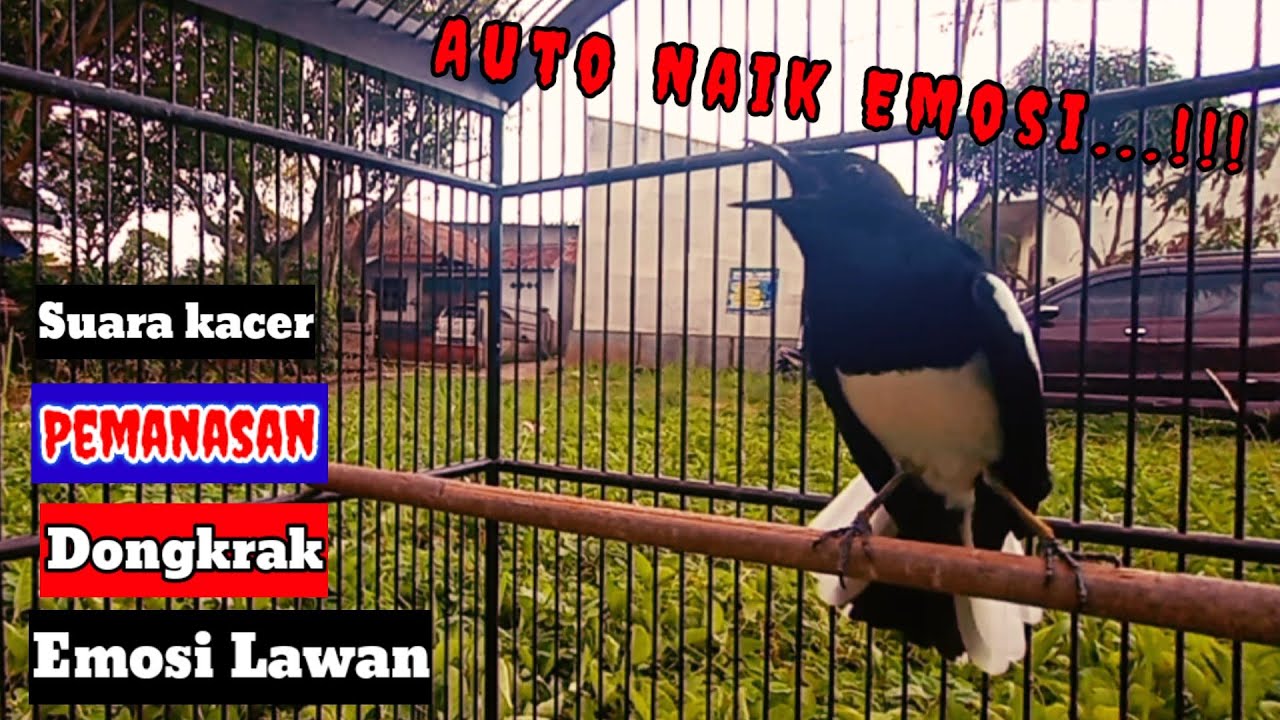 AUTO EMOSI ❗🔥SUARA BURUNG KACER GACOR PANCINGAN EMOSI LAWAN#kicaumaster#suaraburungkacergacor