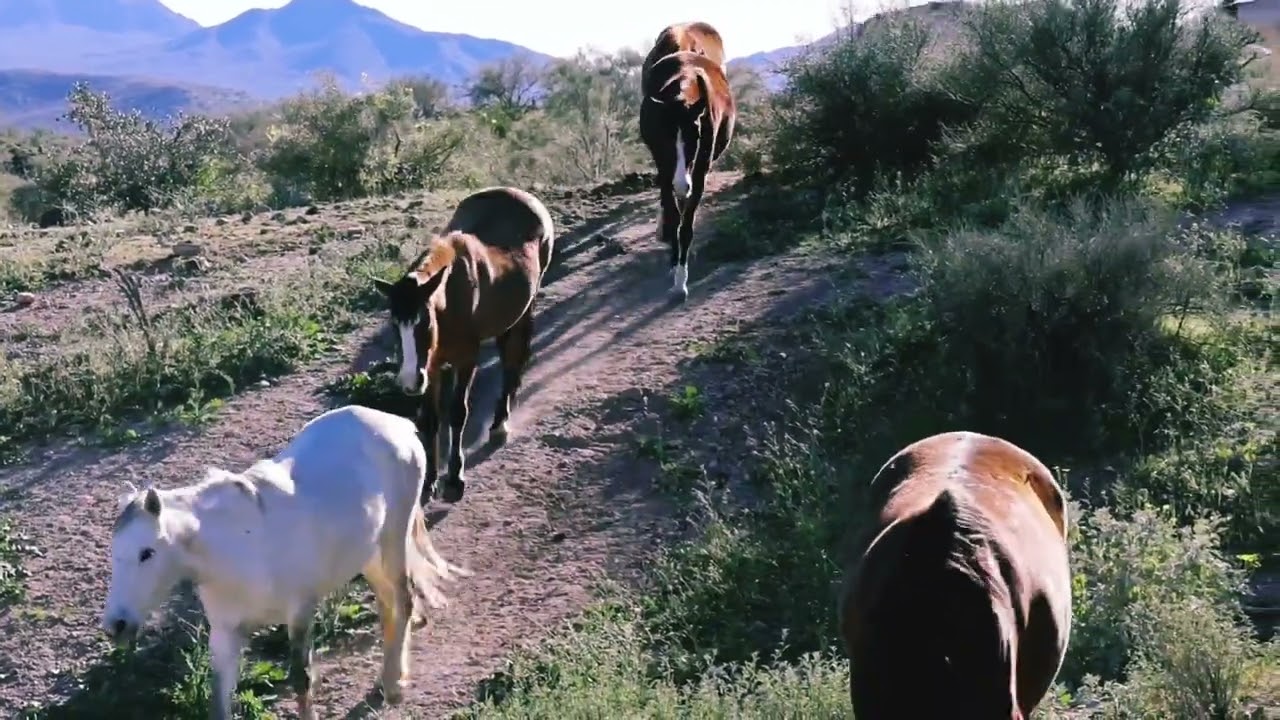 Wild Free Horses on the move in the American West #protectwildhorses 