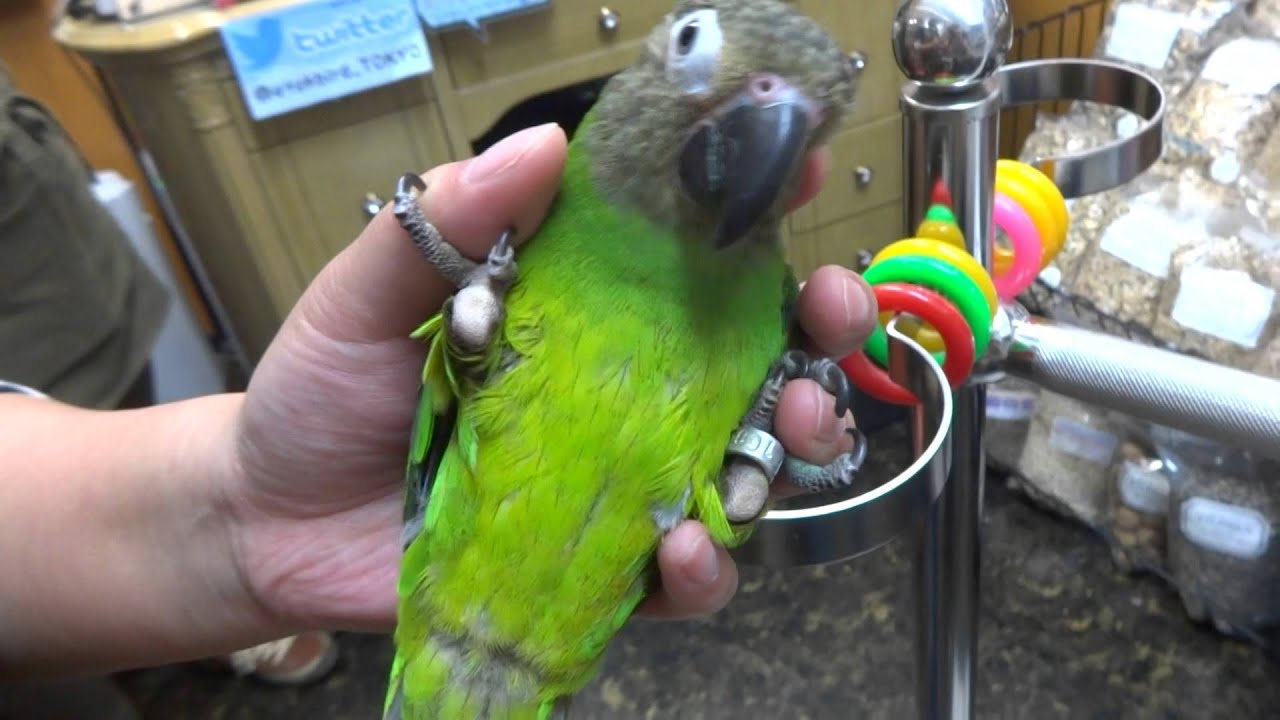 20150922　えとぴりかTOKYO　シモフリインコ