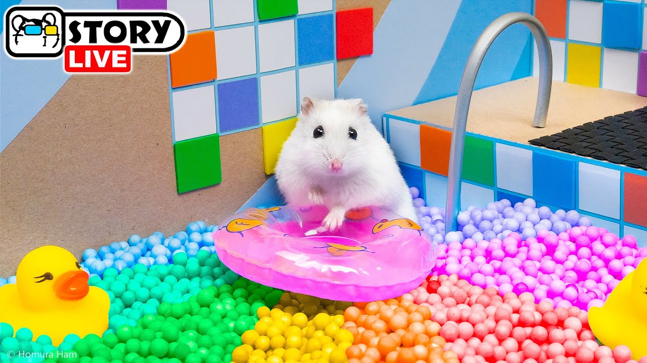 The World's Largest Hamster Ball Pool Maze with Pop It 🐹 Homura Ham Pets
