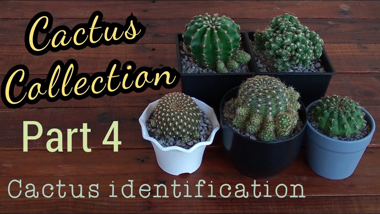 My Cactus Collection PART 4 | Cactus Identication