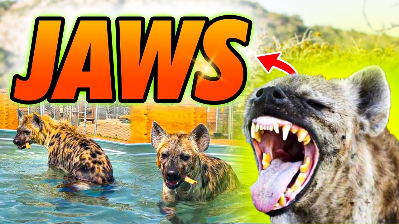 Meet JAWS The SPOTTED HYENA