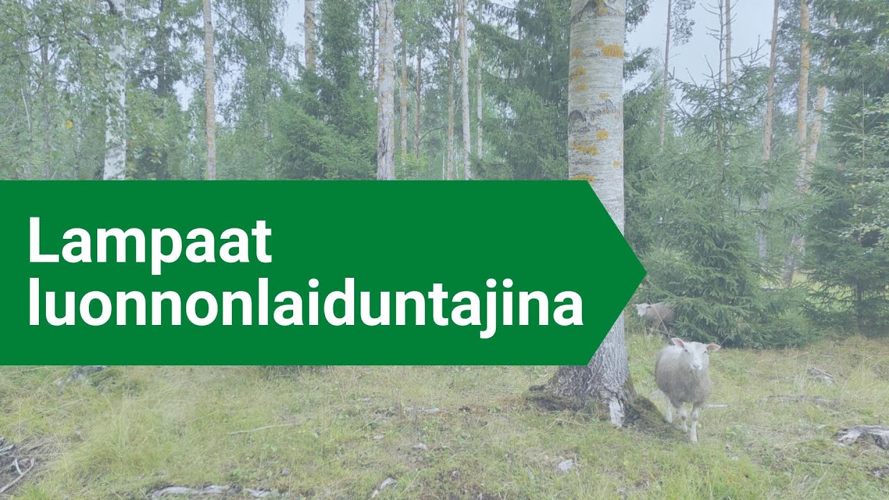 Lampaat luonnonlaiduntajina