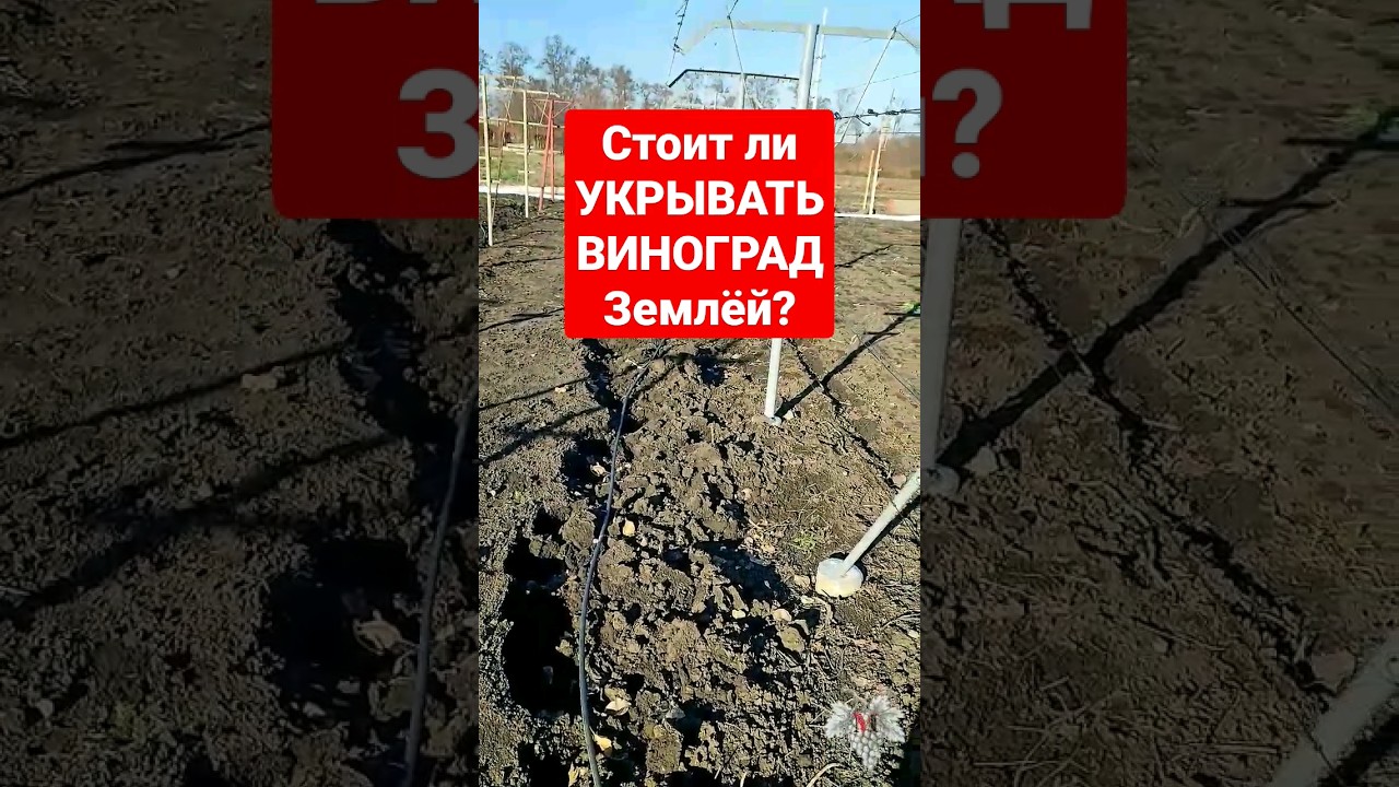 Стоит ли УКРЫВАТЬ ВИНОГРАД Землёй? #виноград #виноградарство #выращиваниевинограда #владимирмаер