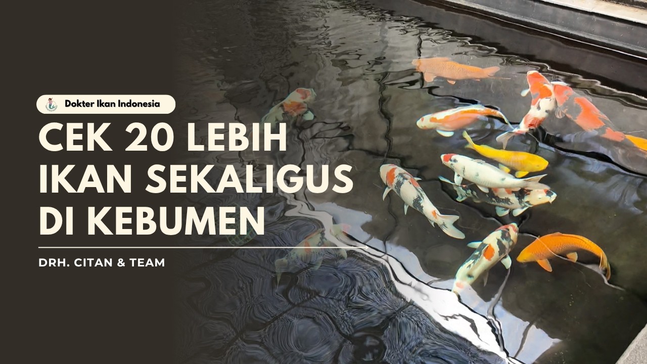 DIKIRA SEDIKIT TERNYATA CEK IKAN SEBANYAK INI | DOKTER IKAN INDONESIA