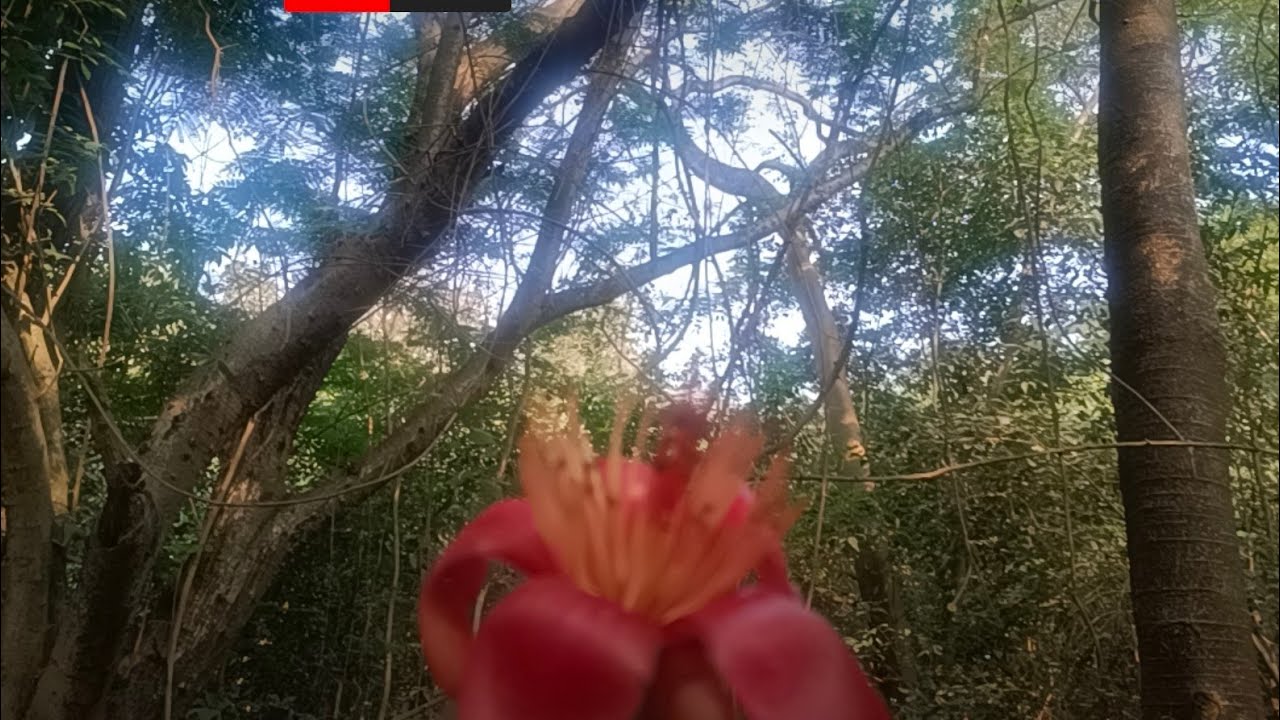 “Morning Walk, Nature, Fresh Air—Roz Chaliye जिंदगी लंबी चलेगी Kanishtha Sharma live!