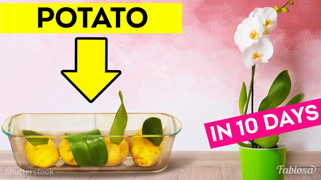 6 unconventional orchid propagation methods that actually work