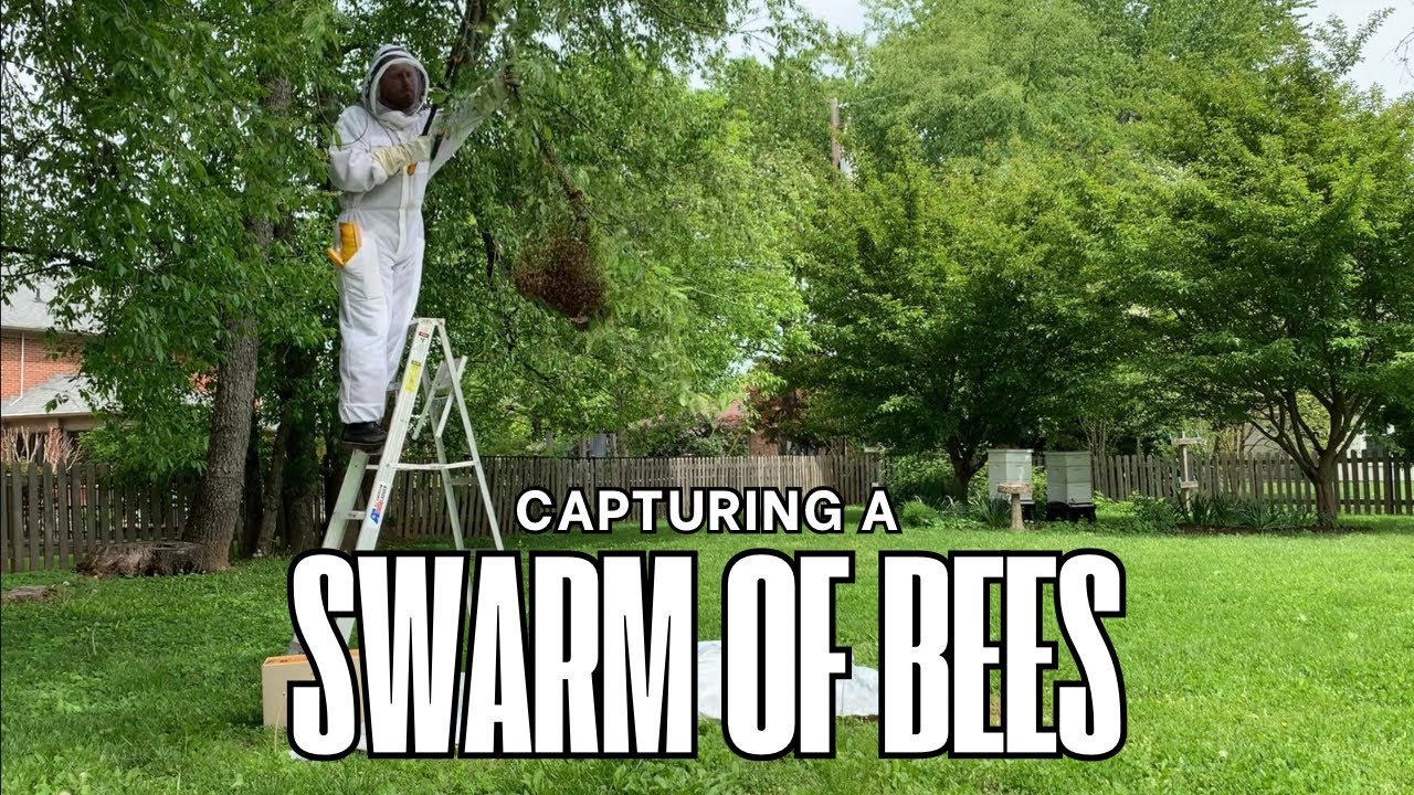Capturing a swarm of ￼bees