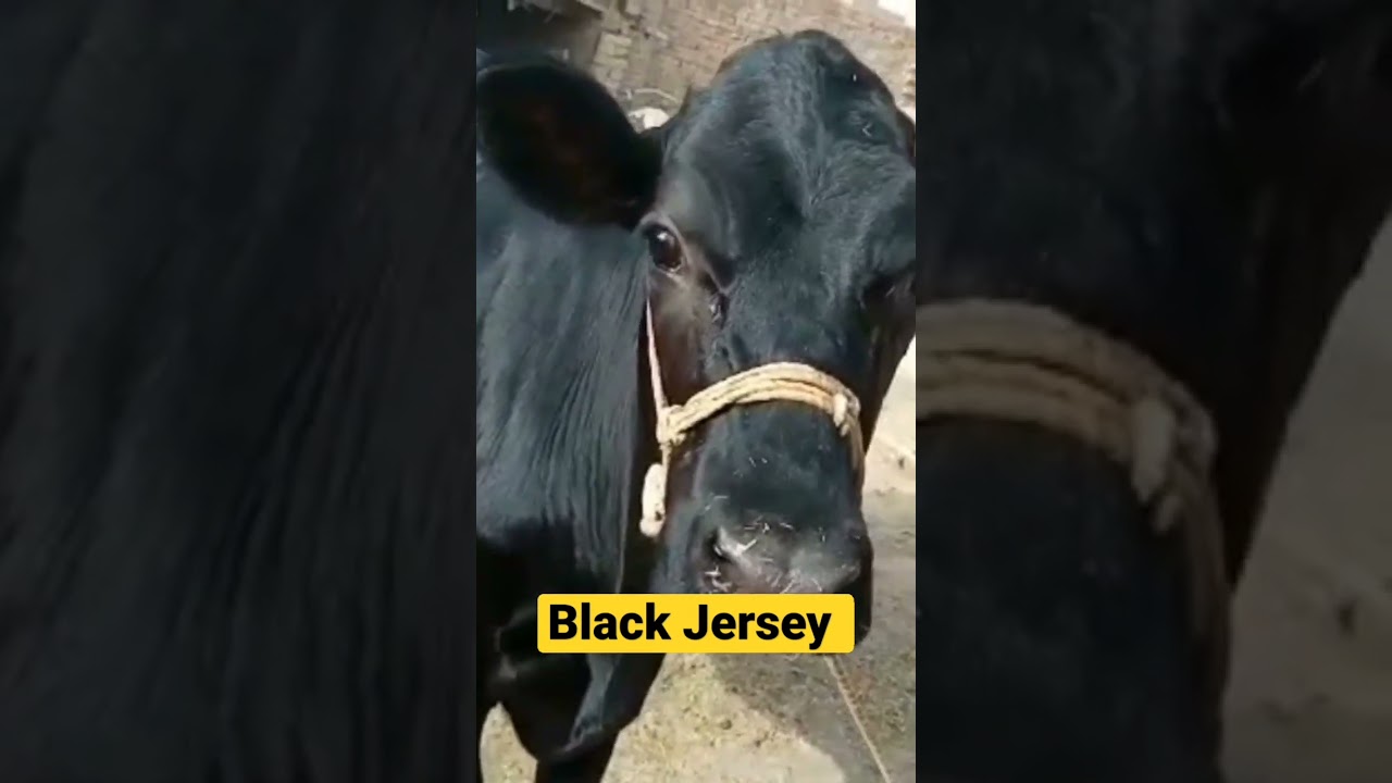 Black Jersey Hefier | Hf | American Frisian Hefier | Shorts | Viral | YouTube shorts | Foji Farm