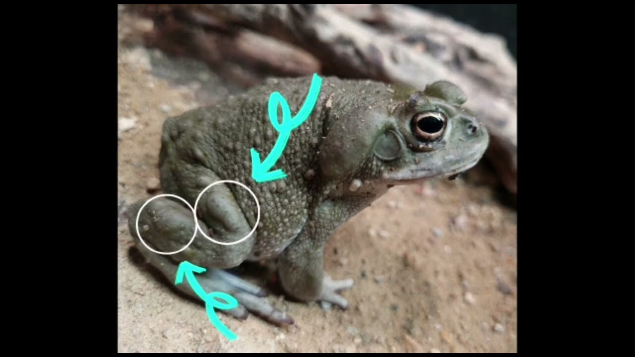 Sapo del Desierto de Sonora. Incilius Alvarius