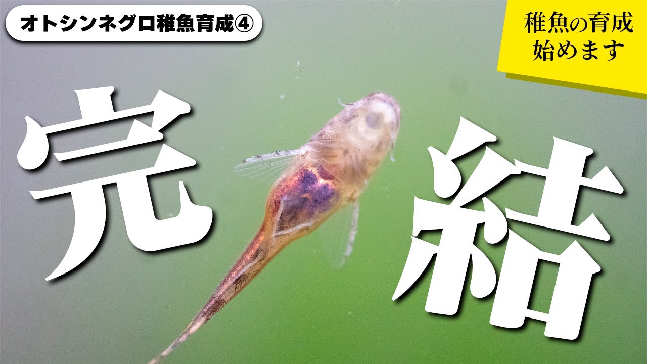 【オトシンネグロ稚魚育成④】孵化から４週間、ついにサテライトから本水槽へお引越し！コケは食べてくれるのか？ #アクアリウム #熱帯魚 #ペット 【ビバアクア】