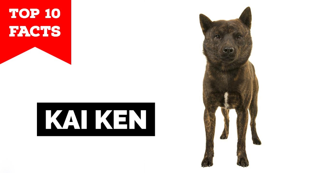 Kai Ken - Top 10 Facts