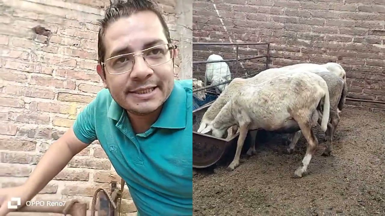Como saber si una borrega está cargada