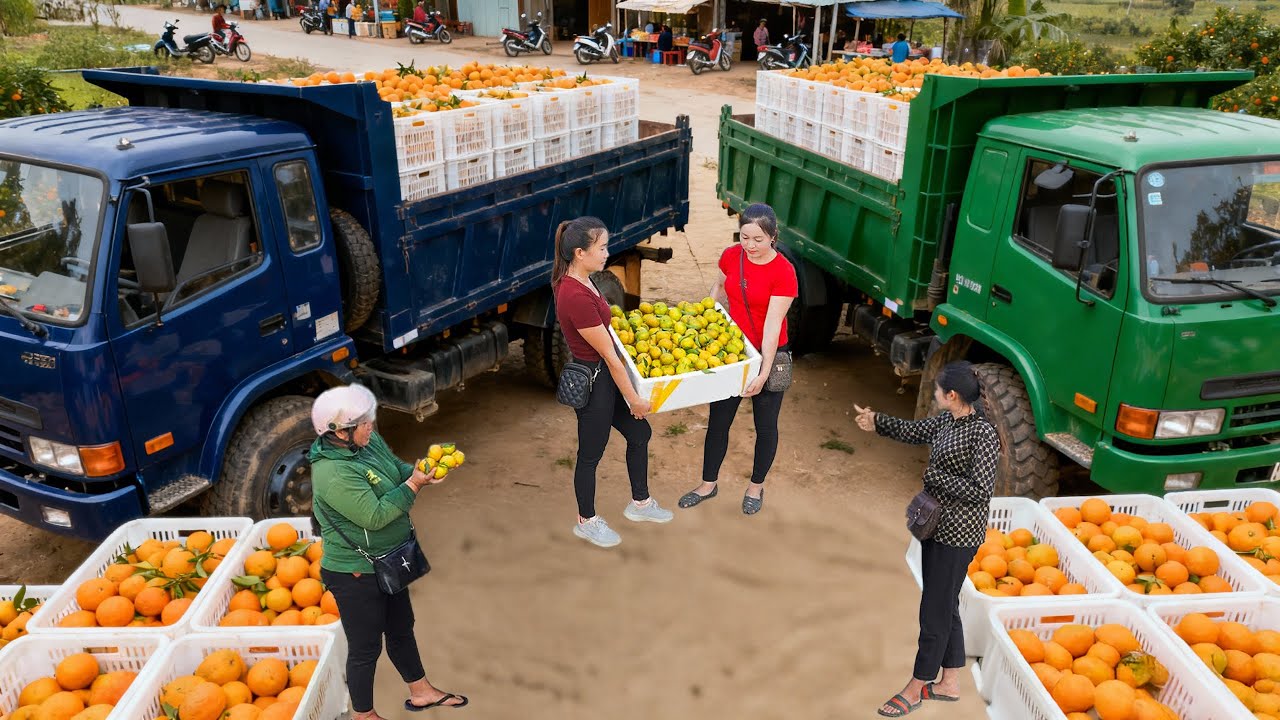 Harvesting 1000+ KG Tangerines From Trader | Truck Transport & Sell to Market Vendors