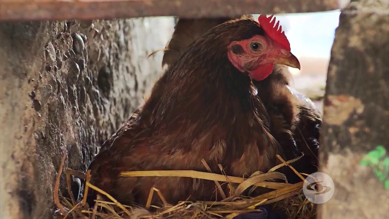Alimentación de las gallinas criollas según la edad | La Finca de Hoy