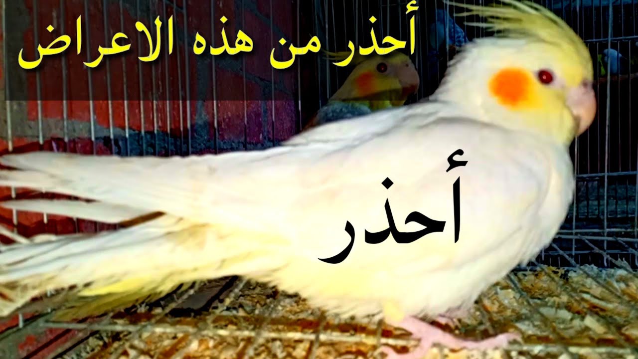احذر من هذه العلامات علي طائر الكوكتيل(الكروان) budgie#