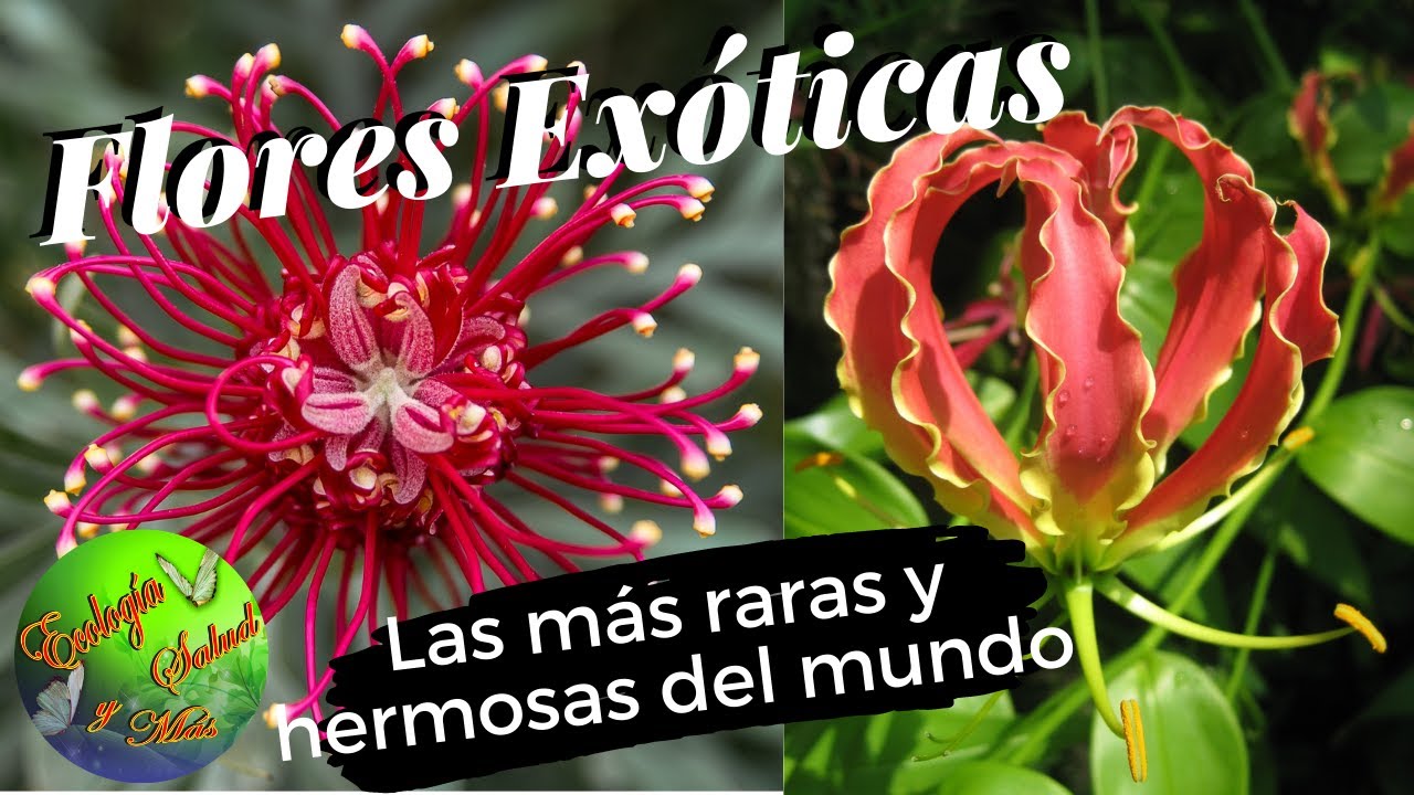 FLORES EXÓTICAS LAS MÁS RARAS Y HERMOSAS DEL MUNDO