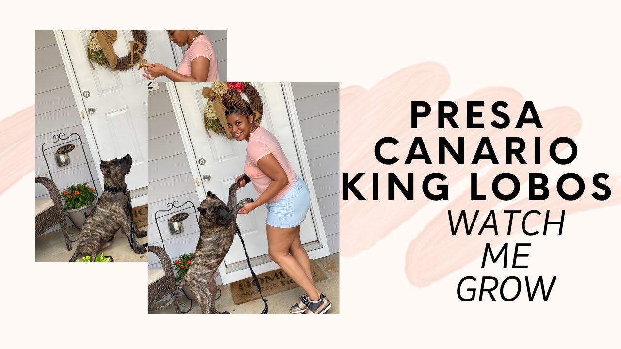 UPDATE | Life with our 4 month old #PRESACANARIO | Watch Lobos Grow