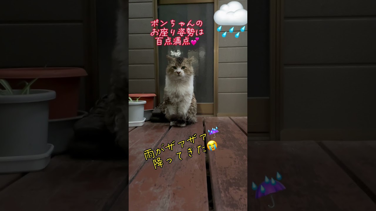 可愛すぎる外猫さんのポンちゃん雨降りご飯🍚食べにきた。#ポンちゃん #外猫さん #ねこ #ねこのいる生活 #可愛すぎる猫 #保護猫 #野良猫 #みななむ
