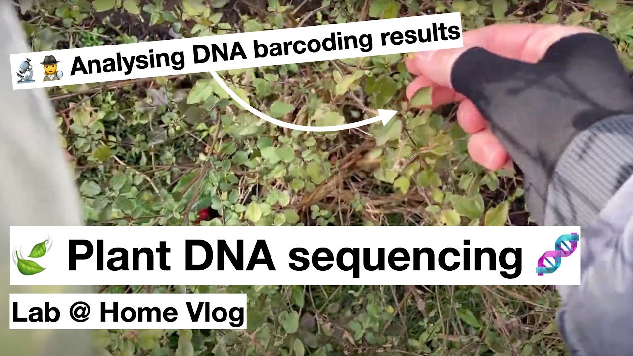 🍃 Plant DNA sequencing 🧬 (Lab @ Home)