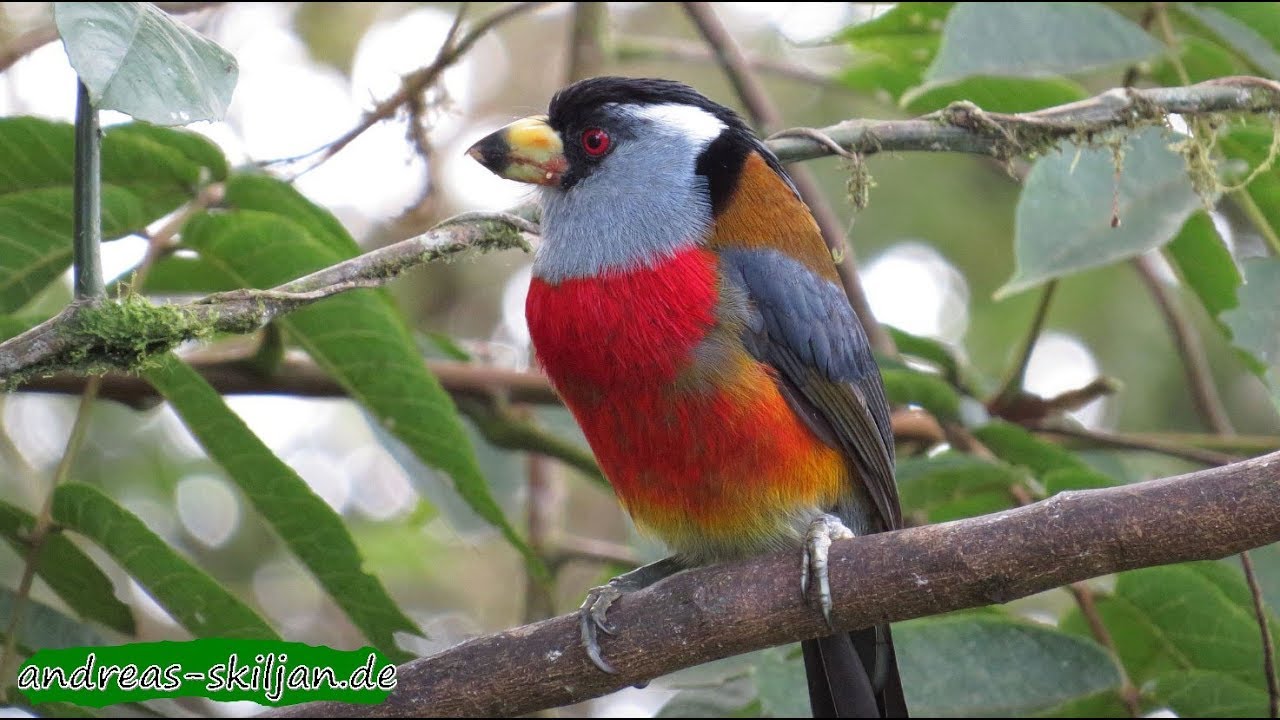 Ecuador wildlife
