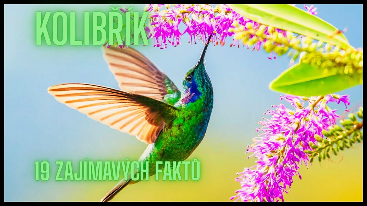 Kolibřík 19 Zajímavých faktů / a Hummingbird 19 Interesting facts