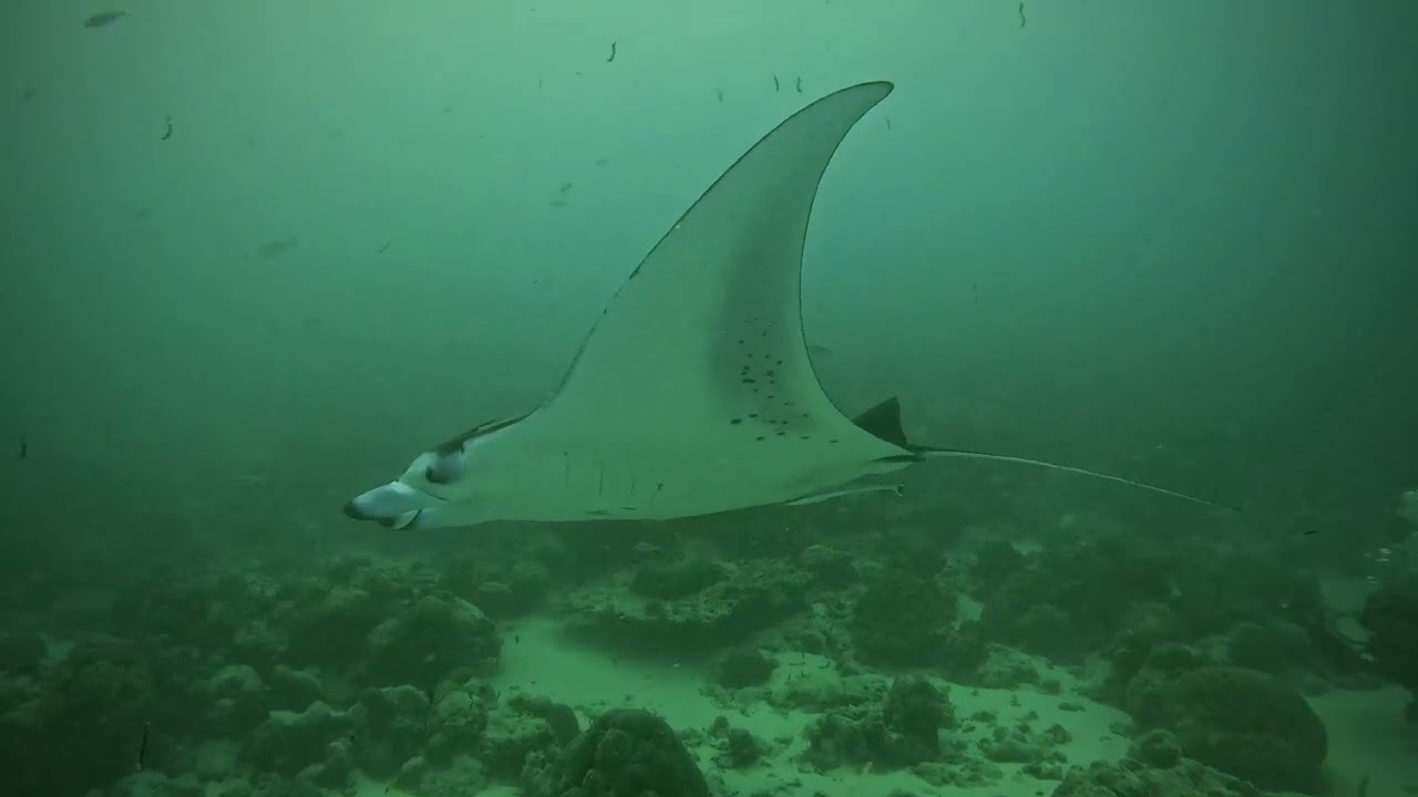 Kurali Manta Point - 5th of February 2026