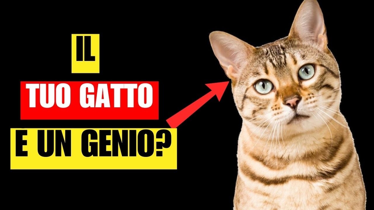 10 segni che il tuo gatto è SUPER INTELLIGENTE
