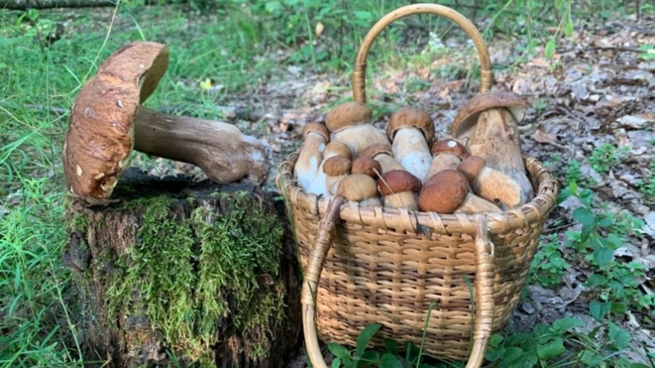 Білі Гриби | Успішний збір грибів влітку