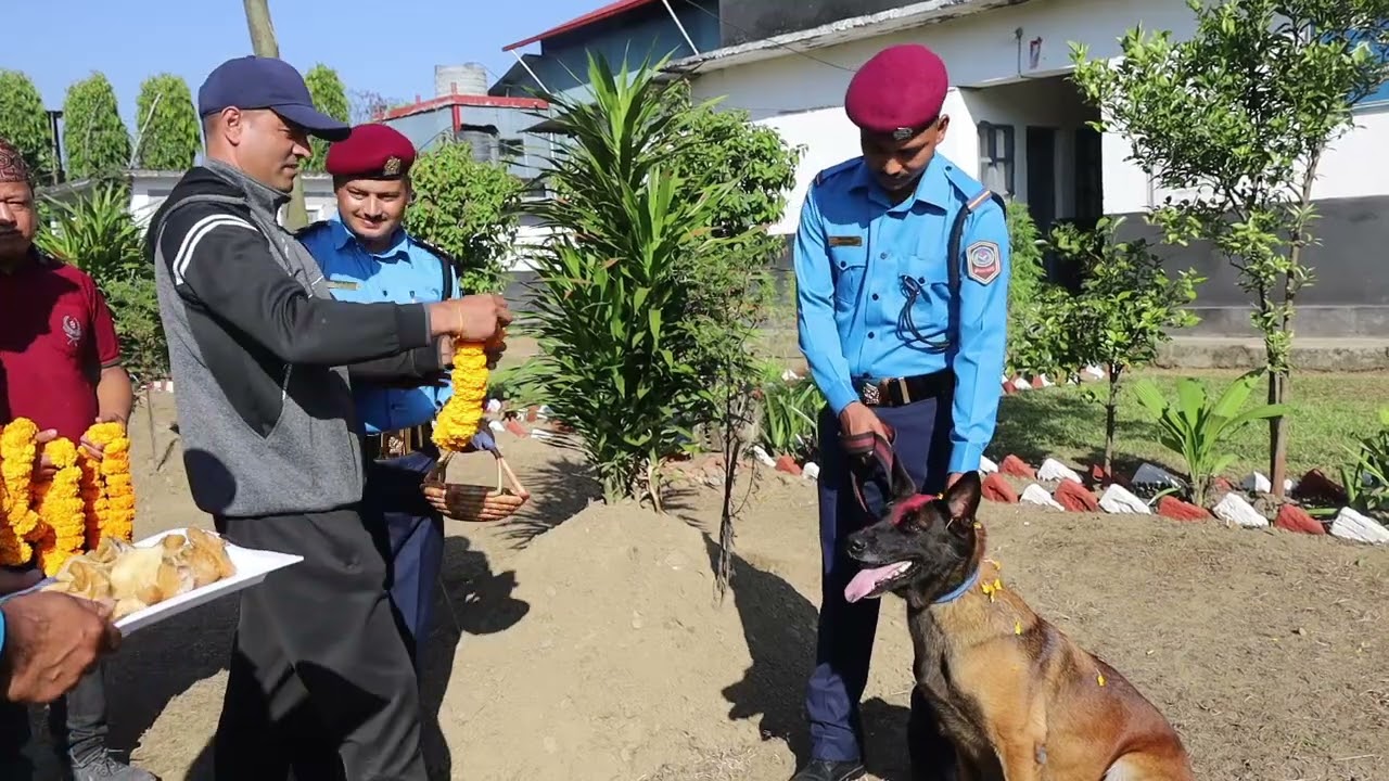 पोखरामा प्रहरीका तालिम प्राप्त कुकुरहरू पुजा, कुकुरको कला प्रर्दशन