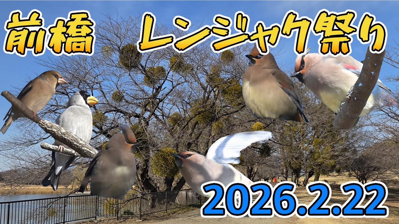 前橋のレンジャク祭り（20260222）　9分24秒