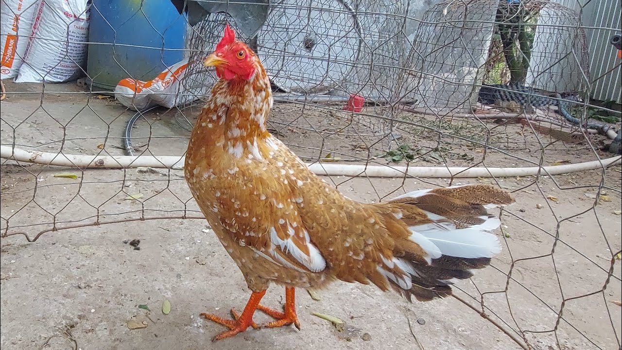 5/1/ lên tóp mái siêu víp sv,LH,@36/843