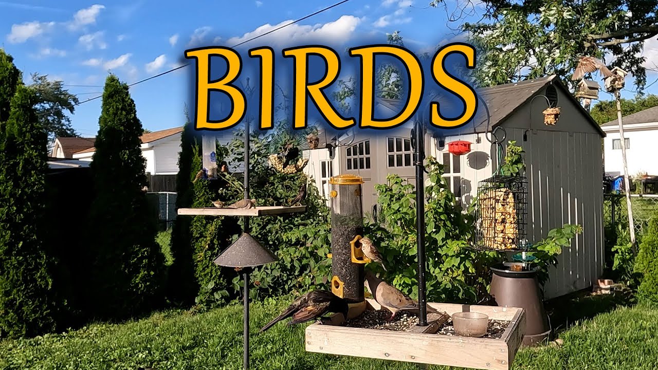 Beautiful day for birds to enjoy the feeders in the yard