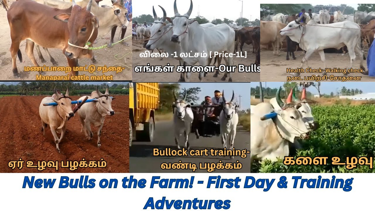My best Kangeyam bull Buying and farming usage | Kangeyam Bulls| My First Bull Experience