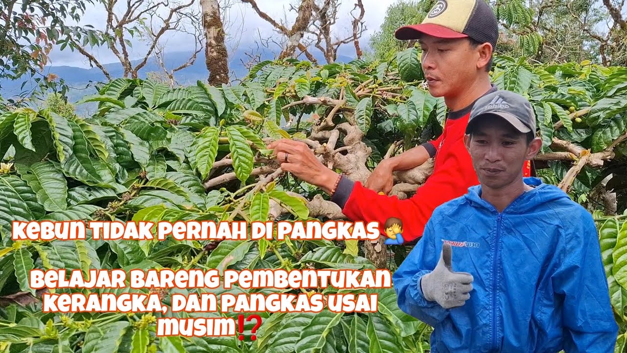 Kebun kopinya tidak pernah di pangkas😭 Belajar bareng pemangkasan sesudah musim 2025